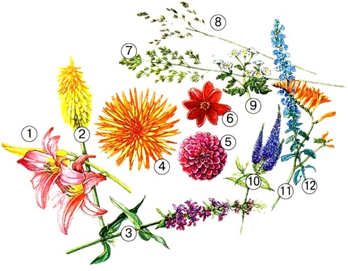 Сочетание георгин с другими цветами