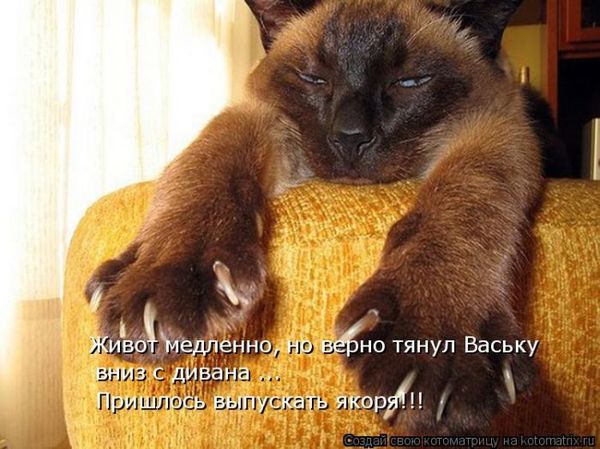 Если вы слишком много работаете - заведите кота. Силой личного примера он перетянет вас на сторону истинных ценностей: отдыха и ленивого созерцания (котоматрицы) Если вы слишком много работаете - заведите кота. Силой личного примера он перетянет вас на сторону истинных ценностей: отдыха и ленивого созерцания (котоматрицы)