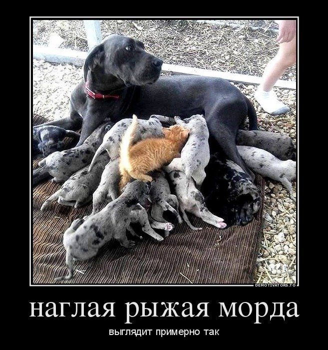 Приколы и картинки демотиваторы с животными