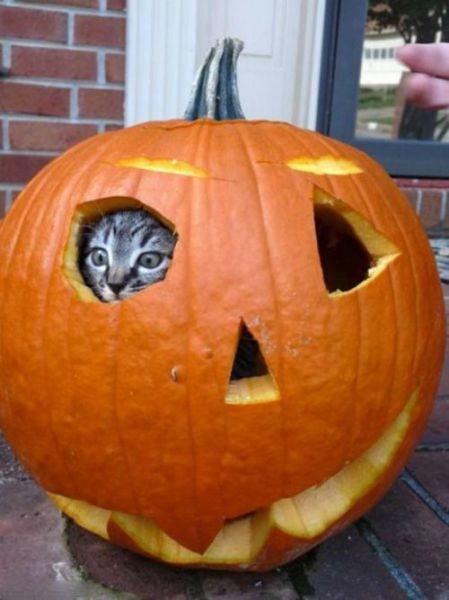 30 (3) (449x600, 91Kb)