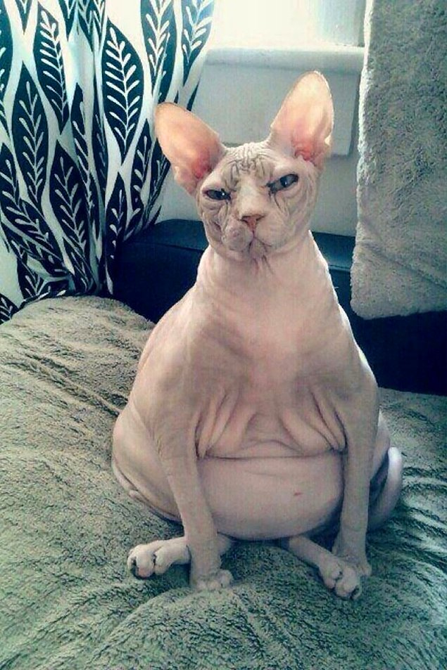 НЕфотогеничные кошки... Да, да, и такие бывают!