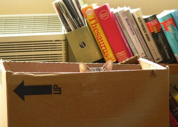 Непревзойденные мастера скрытности! Скрытность, кошки, подборка, прикол, юмор