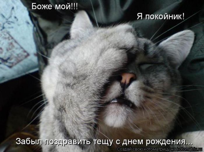 Устал, как собака? Отдохни, как кошка! Устал, как собака? Отдохни, как кошка!