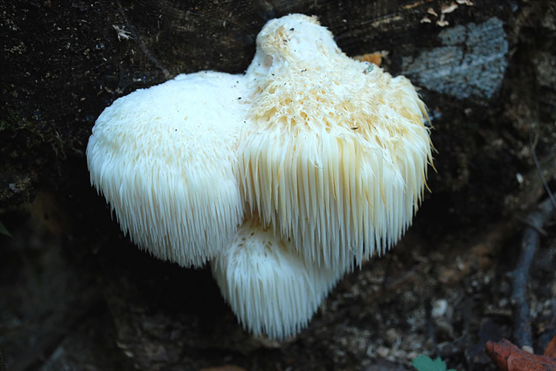 19. Hericium coralloides Ежевик коралловидный. грибы, интересное, фото