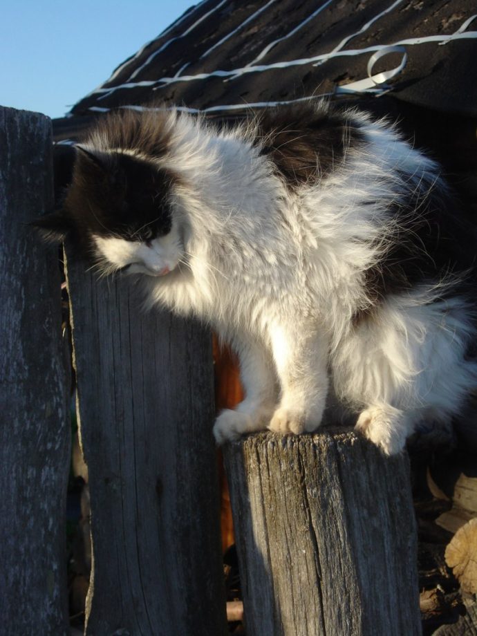 Дети скинули котенка с 8 этажа, а потом наблюдали, как он падал вниз… Дети скинули котенка с 8 этажа, а потом наблюдали, как он падал вниз… истории из жизни