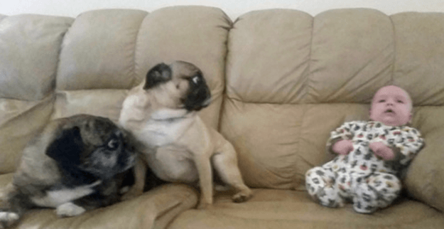 собаки которые смущены происходящим