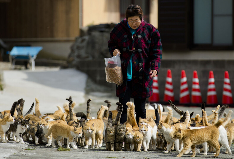 Острова кошек в Японии: удивительная земля, где котов в разы больше, чем людей кошек, острова, здесь, человек, просто, только, живут, пожилые, всего, конечно, в середине, окрасов, на эти, Аошима, попали, животные, и породКак, АосимаЭто, совсем, небольшой