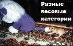 ЖИЗНЬ ЖИВОТНЫХ  Сначала, милота, настроения             , жизненные, ситуации                                                               