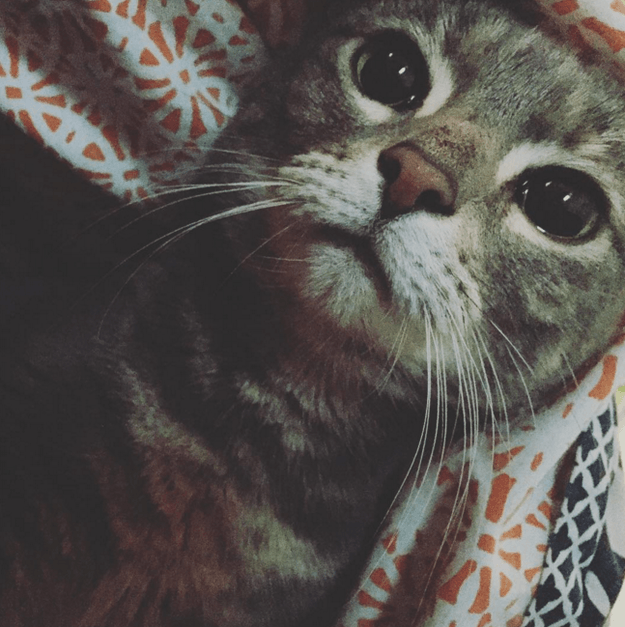 проблемы которые доставляют кошки