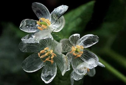 Двулистник Грея: цветок-невидимка