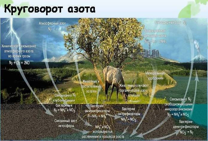 Лес не панацея: почему посадка деревьев не спасет планету от глобального потепления