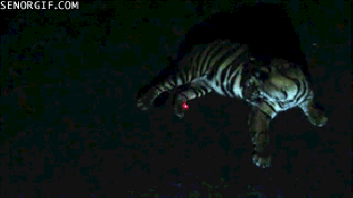 большие кошки ведут себя, как маленькие 