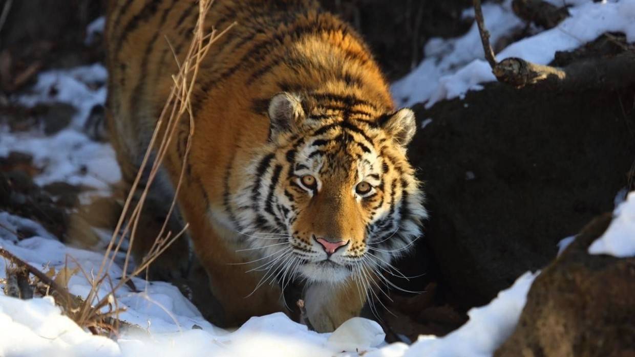 Амурская тигрица Виола из Ленинградского зоопарка готовится стать символом 2022 года