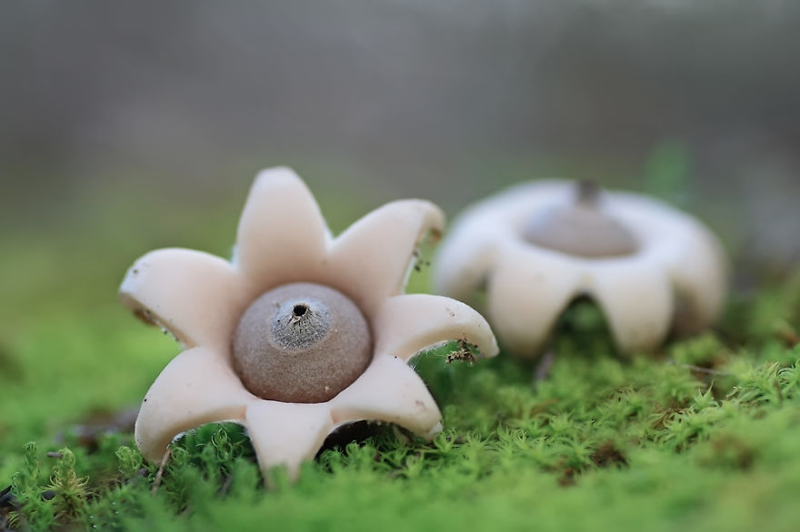 14. Geastrum minimum Звездовик. грибы, интересное, фото