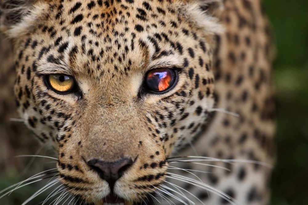 20   National Geographic