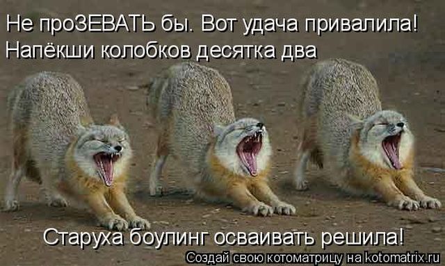 Лучшие котоматрицы недели (50 фото)