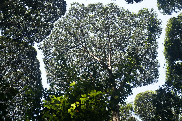 Crown Shyness Trees