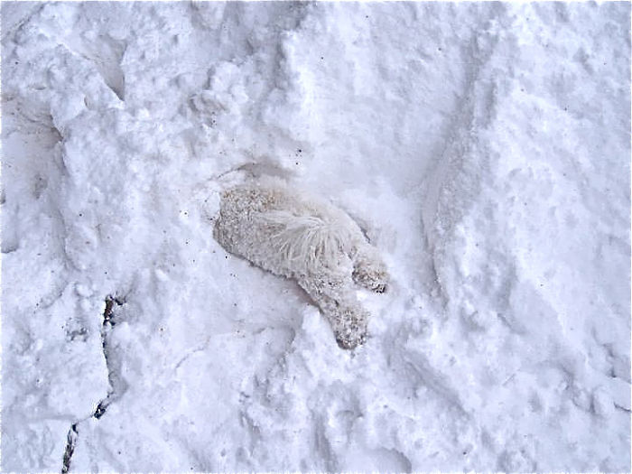 Первый снег: кошки vs собаки (много уморительных фото) можно, «Неужели, дверь, думает, маламут, собак, кошек, хорош, обитания13, было»Еще, открывает, натуральную, среду, заказывал…»«Зачем, только, привезли, положили»14, «Вкусно»Кайф —, когда, вкусно