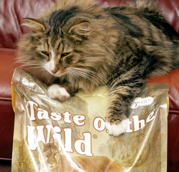 PAY-Clive-the-Norwegian-Forest-cat-2