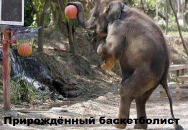 ЖИЗНЬ ЖИВОТНЫХ  Сначала, милота, настроения             , жизненные, ситуации                                                               