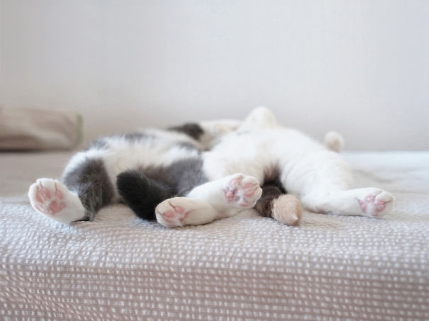 22 уютно спящих котенка