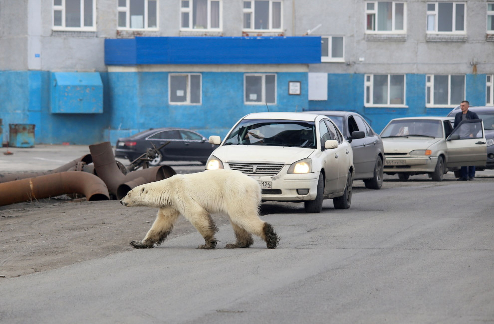 Животные в фотографиях