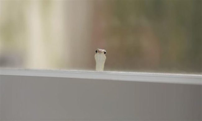 20 фотографий животных, которые однажды пришли в гости, но решили остаться навсегда 20 фотографий животных, которые однажды пришли в гости, но решили остаться навсегда