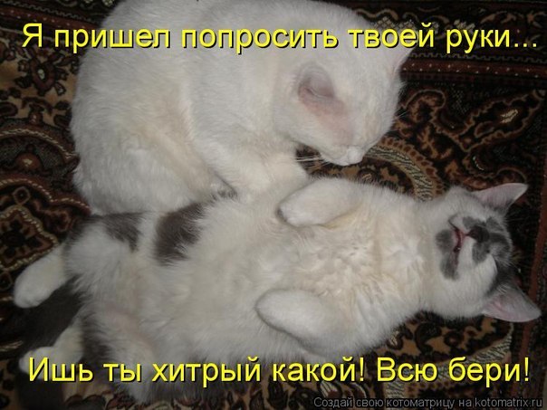 ЖИЗНЬ ЖИВОТНЫХ  Сначала, милота, настроения             , жизненные, ситуации                                                               