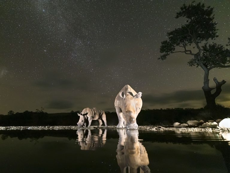 Фотограф затаился в кустах и запечатлел всех животных, которые пришли на водопой