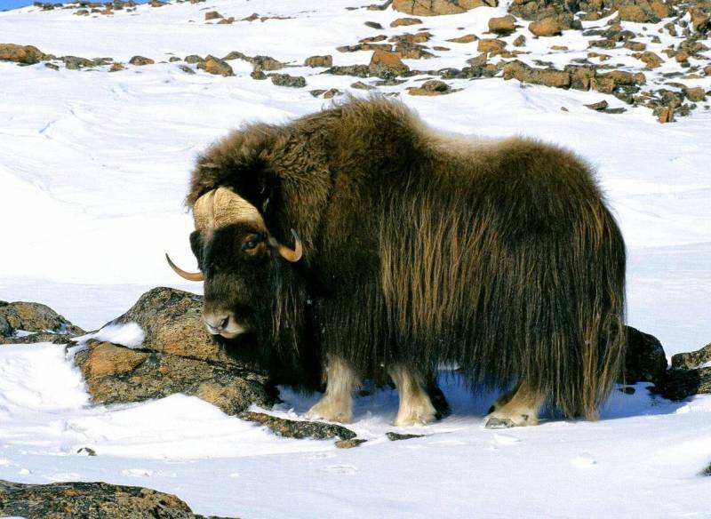 Штурмуя Высокие Широты. Первые люди в Гренландии история