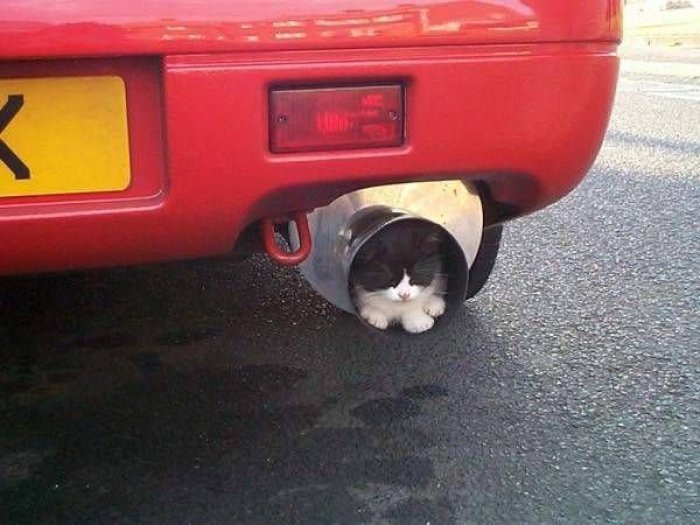 Коты, которые предпочитают необычные места обитания Коты, которые предпочитают необычные места обитания веселые картинки