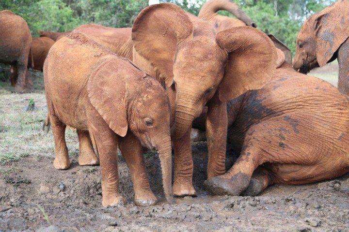 слоненок сирота помогает другим преодолеть боль