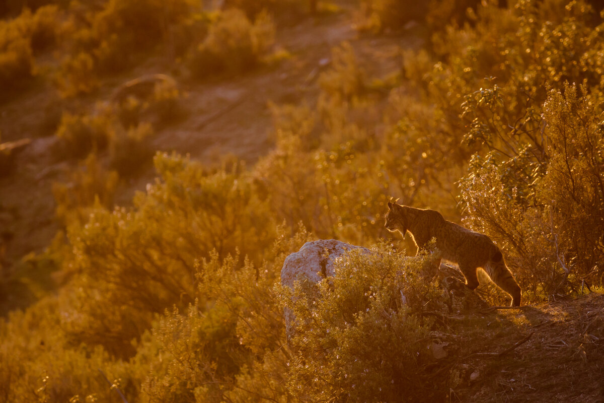 © Ismael Domíngues Gutiérrez/NPOTY 2020