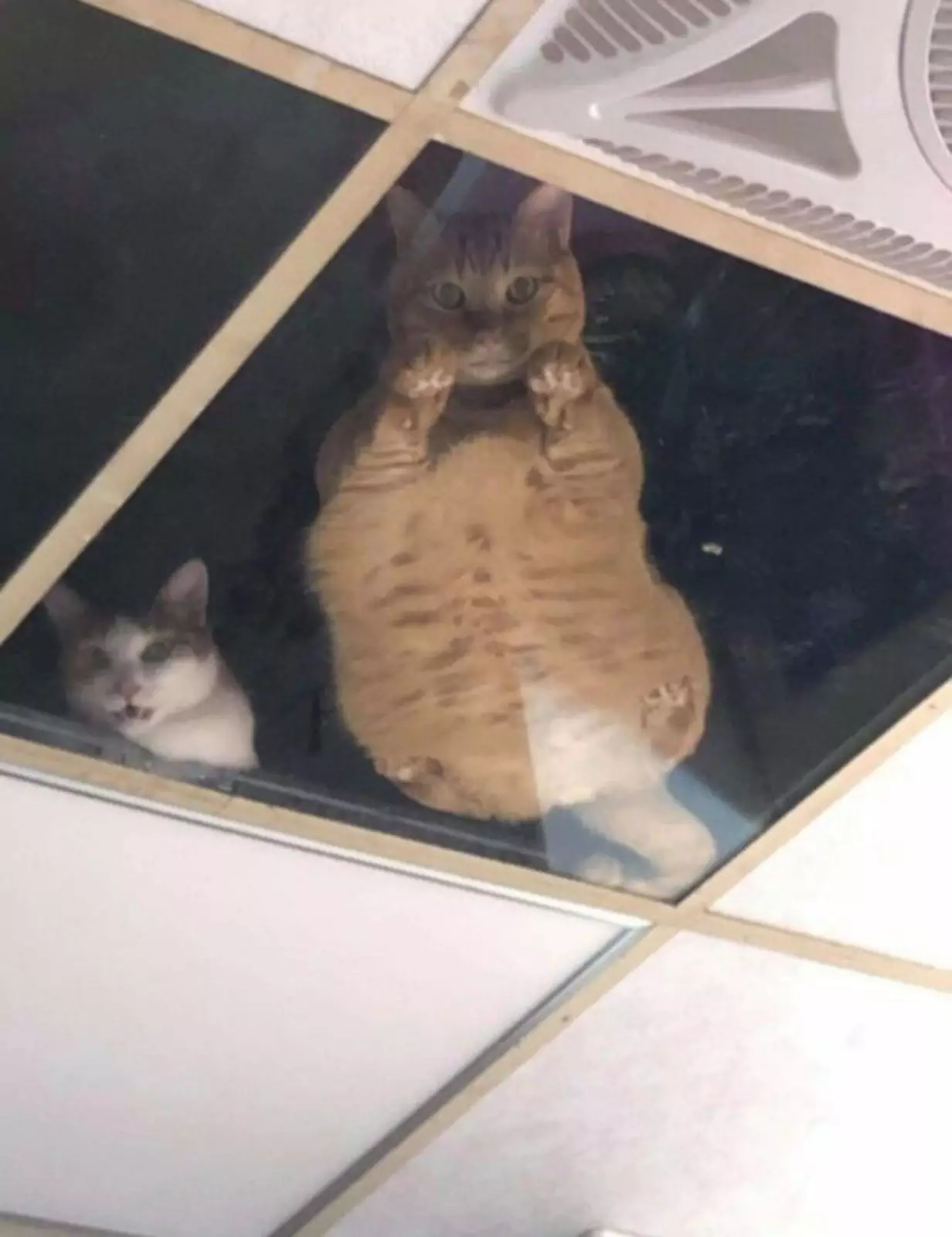 10+ смешных и дерзких фото животных, с которыми лучше не связываться 10+ смешных и дерзких фото животных, с которыми лучше не связываться