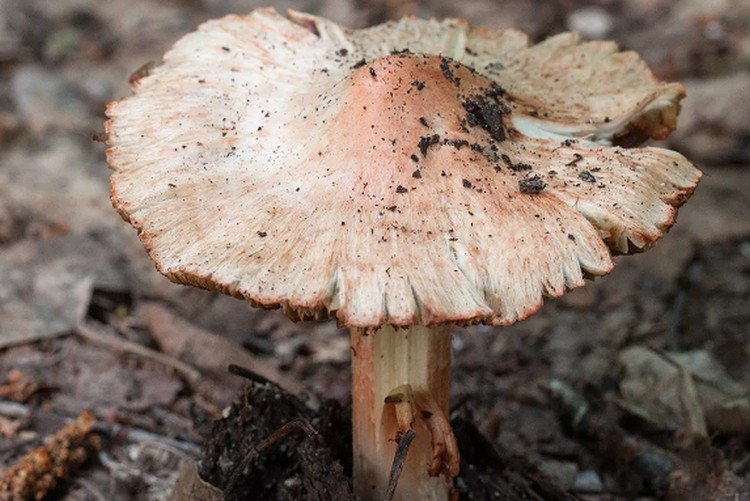 Несъедобные грибы: названия, фото и описания ядовитых грибов очень, относится, шляпка, действительно, шляпкой, можно, называют, ядовитый, напоминает, легко, вызывает, узнать, которая, нужно, потому, мякоть, который, деревьях, которые, имеет
