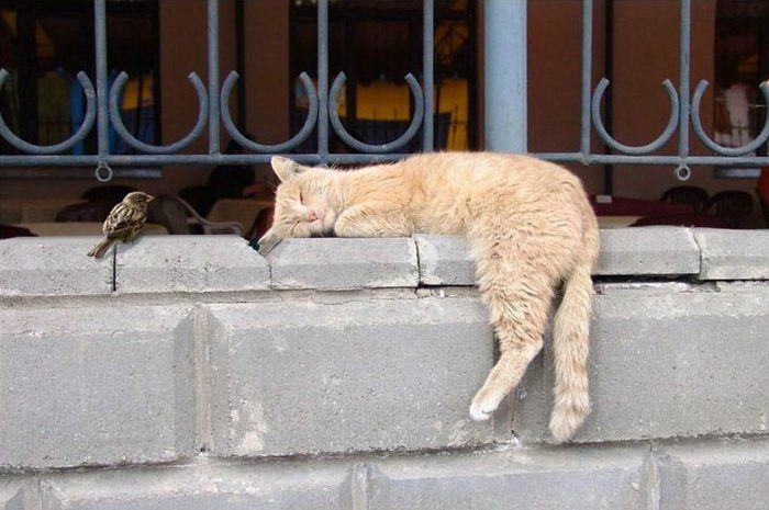 ЖИЗНЬ ЖИВОТНЫХ  Сначала, милота, настроения             , жизненные, ситуации                                                               