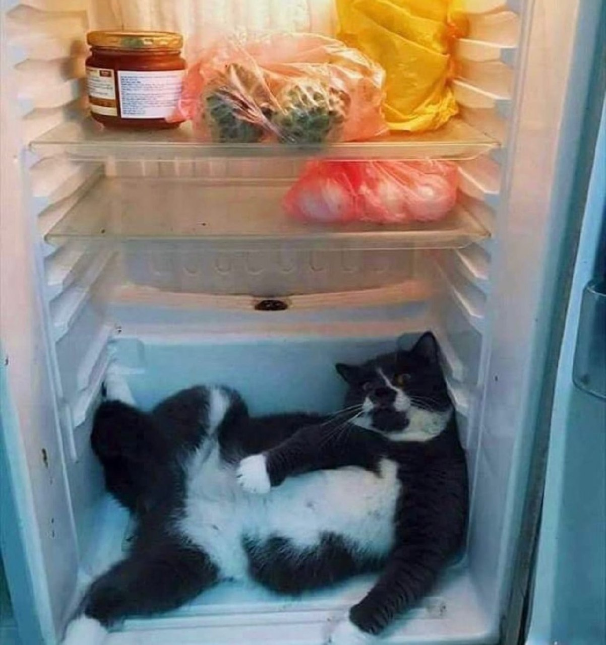 Без кота и жизнь не та Без кота и жизнь не та спасет, животное, спасёт, припёрсси , такую, свободу , хочет , режут, рядом, Потому, слезами , Горькими, плачет , Котэматрёшка Кот, лапки , пострадало , взгляда , планету , последний, Любовь