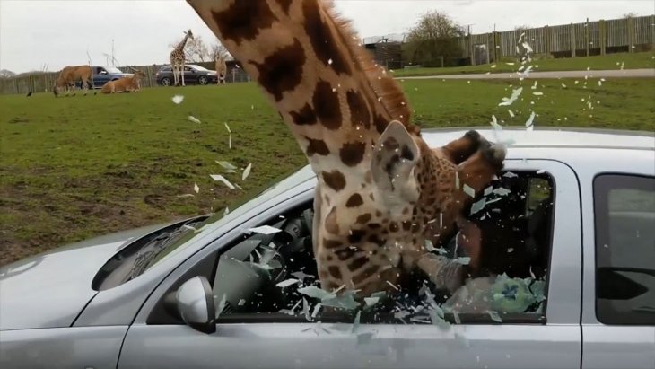 Фэйлы и неудачи Фэйлы и неудачи