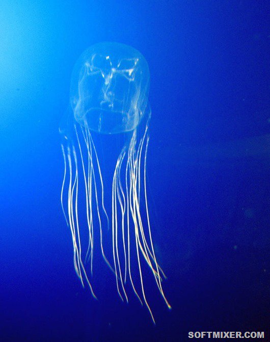 Самые опасные медузы в мире