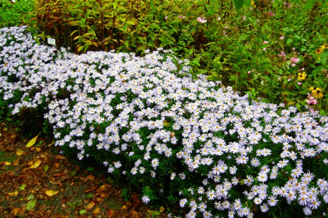 Бордюр из астры кустарниковой Silberblaukissen.