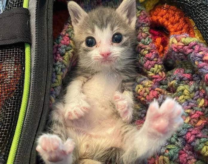 Без кота и жизнь не та
