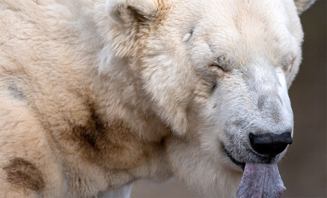 Белый медведь с банкой сгущенки во рту пришел к людям и попросил помощи: видео