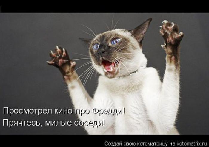 Устал, как собака? Отдохни, как кошка! Устал, как собака? Отдохни, как кошка!