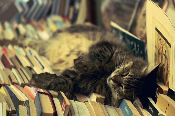 Кошки могут заснуть в любом месте и в любой позе завидую 