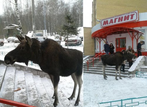 Прикольные картинки выходного дня (51 шт)