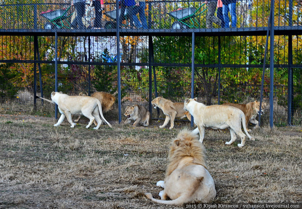 Сафари-парк Тайган в Крыму