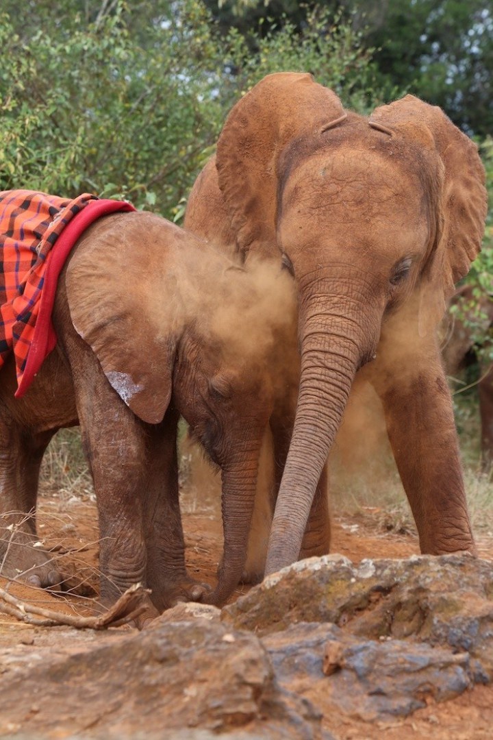 слоненок сирота помогает другим преодолеть боль