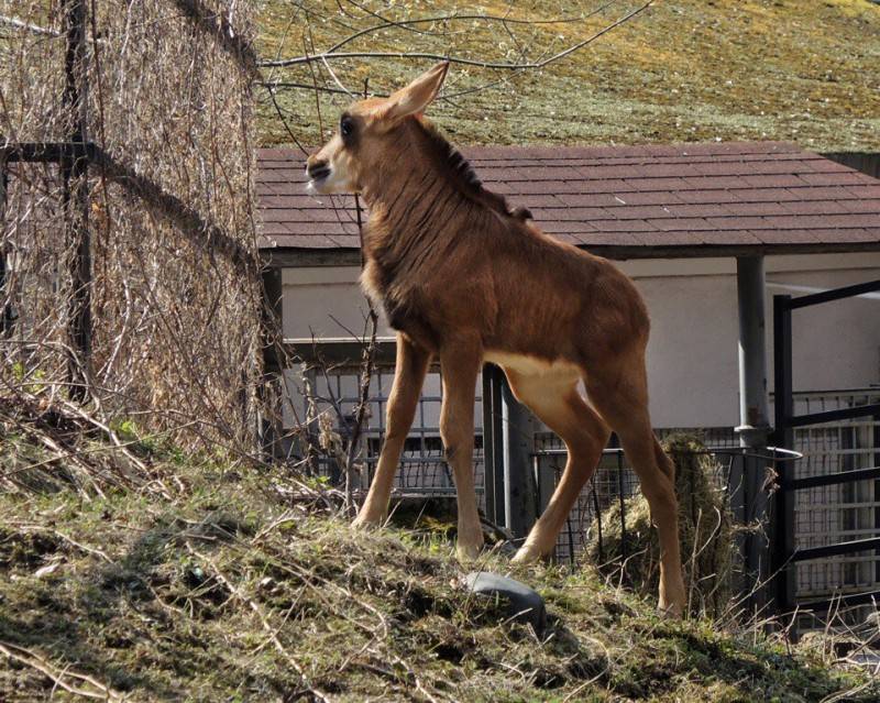 В Московском зоопарке родился телёнок редкой чёрной антилопы