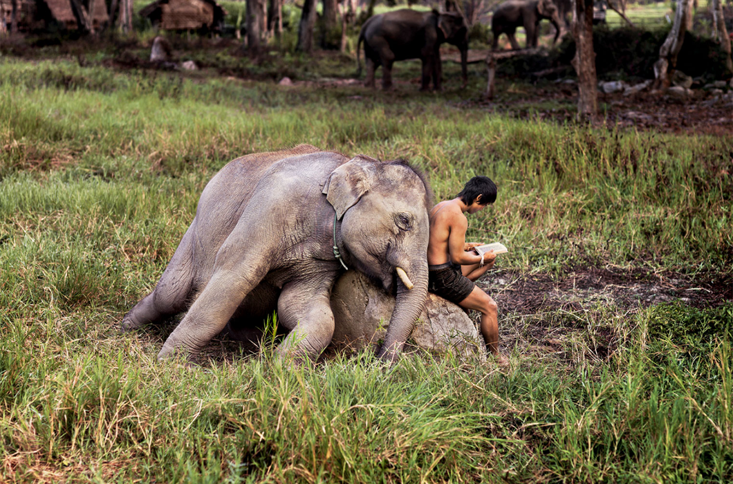Отношения человека и слона в фотографиях