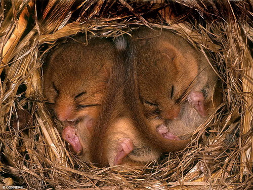Спим в неожиданных местах и позах